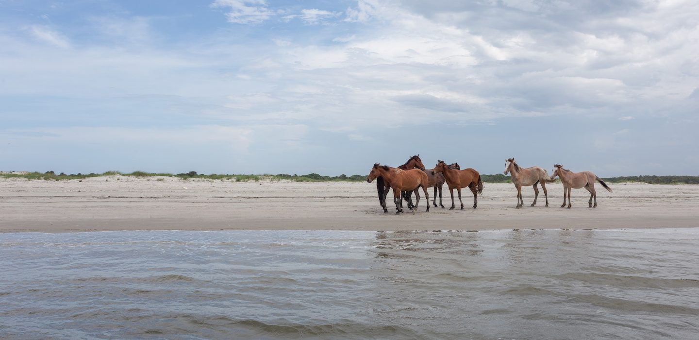 Wild horses at the Beach on Cumberland Island