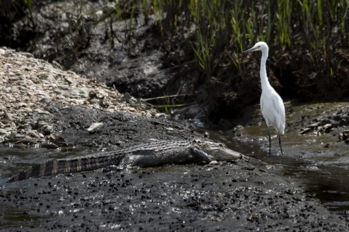 Unusual friends - alligator and heron