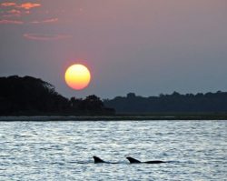 Atlantic Bottlenose dolphins in the sunset