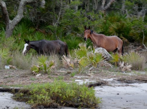 Two Wild horses on Cumberland Island GA