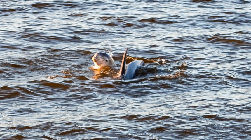 Baby dolphin in the Amelia River