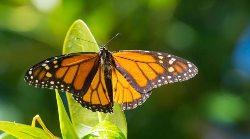 See Monarch butterflies in front of Amelia River Cruises