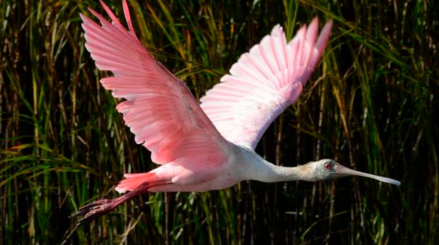 A Roseate Spoonbill flying in the Marsh