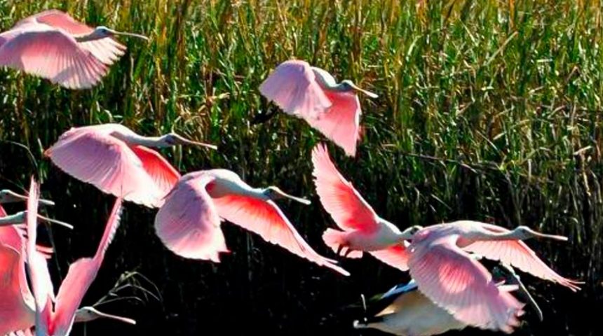 Roseate spoonbills flying over the marsh