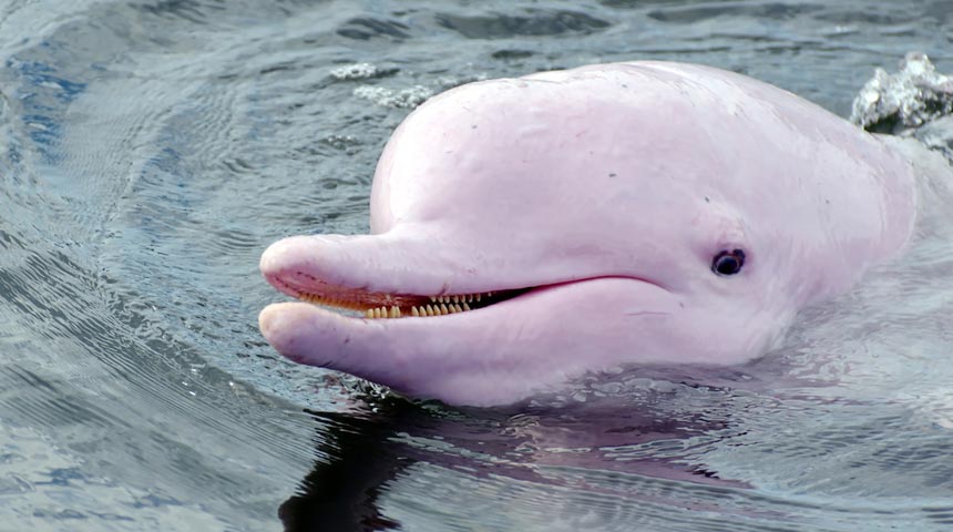 Someone claims they saw a pink dolphin in the Amelia Island Intracoastal