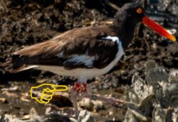 A banded American Oystercatcher 
