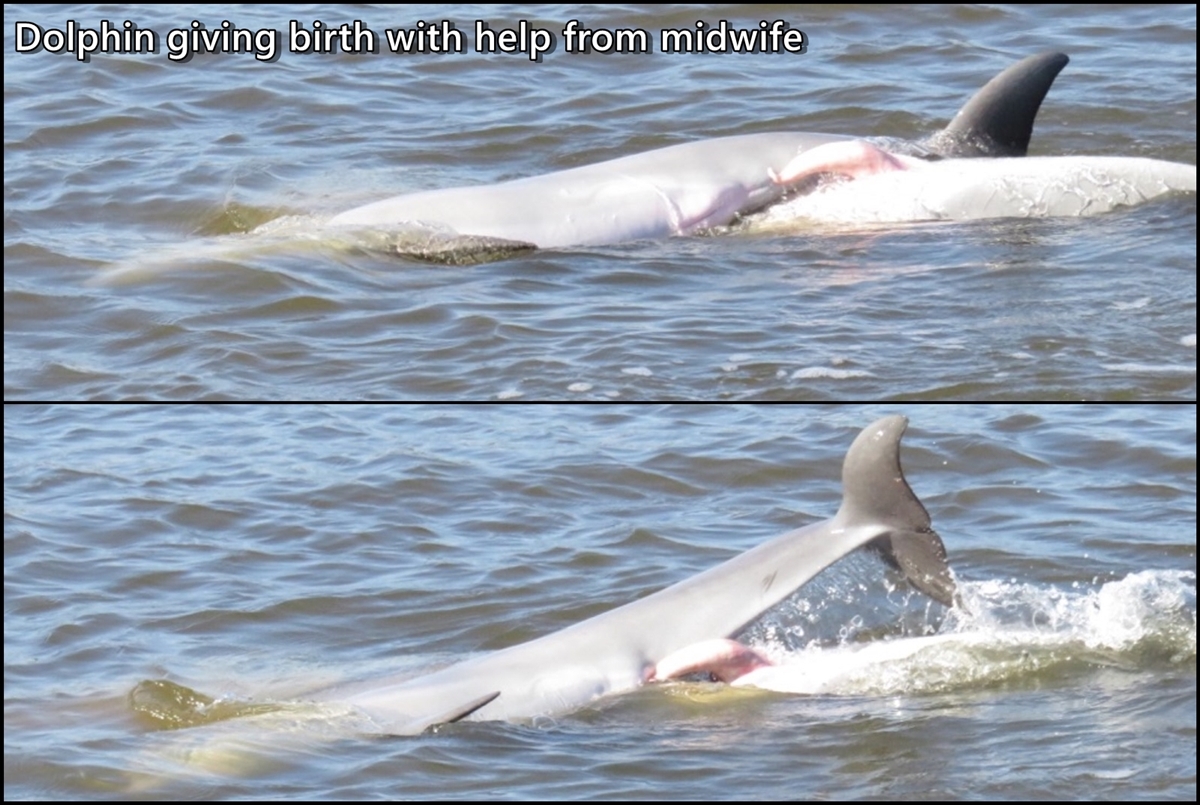 miracle of dolphin pregnancy and birth
