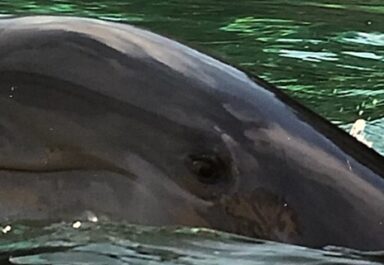 miracle of dolphin pregnancy and birth is amazing
