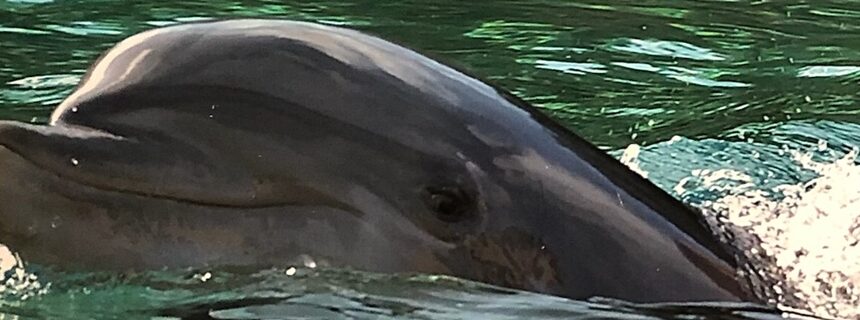 miracle of dolphin pregnancy and birth is amazing