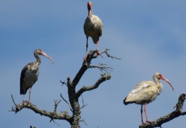 There is something odd about the ibis