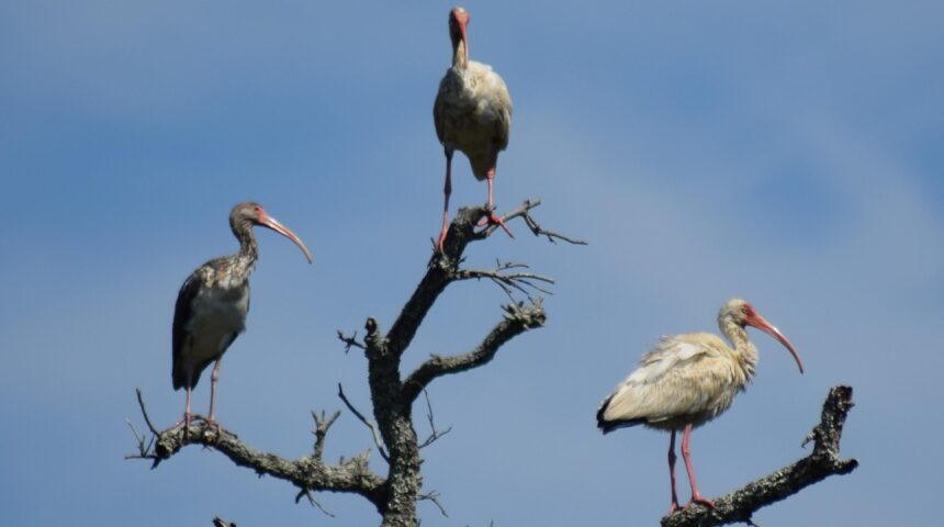 There is something odd about the ibis