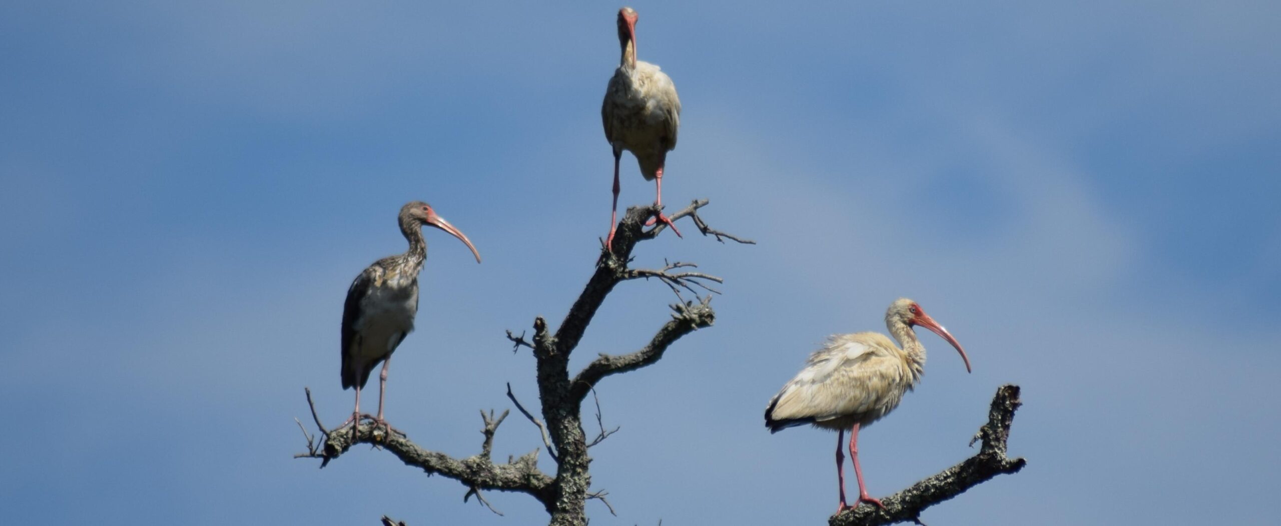 birds-in-a-tree-scaled.jpg