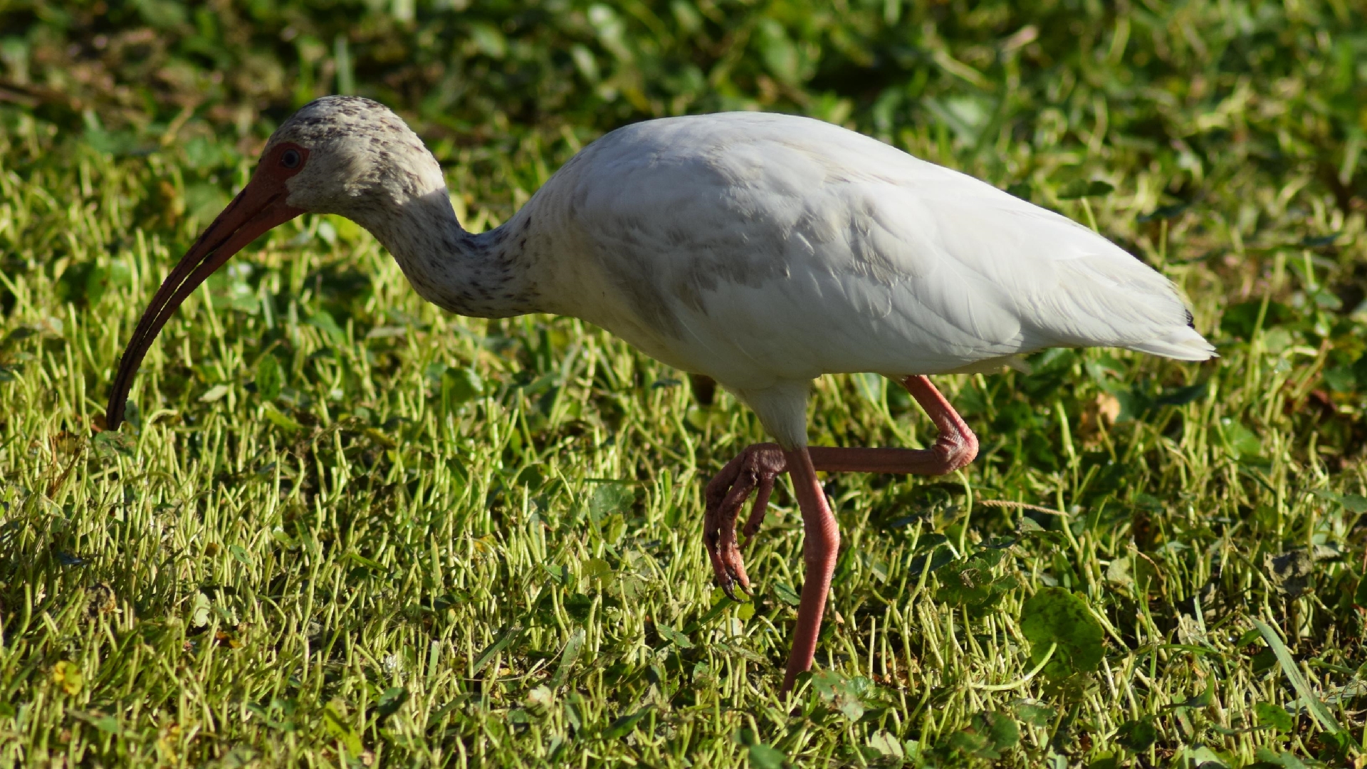 Ibis nibbling in the grass