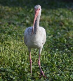 Ibis strutting his stuff