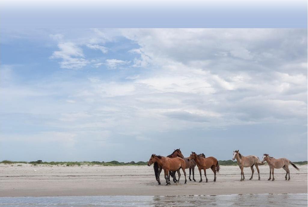 horses of Cumberland Island