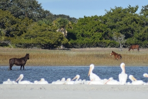 Wild horses grazing near shorebirds on Cumberland Island during winter, showcasing the harmony of wildlife on the coastal ecosystem.