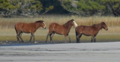 Three how wild horses winter on Cumberland seeking shelter in the maritime forest of Cumberland Island during winter, showcasing their adaptation to coastal weather.