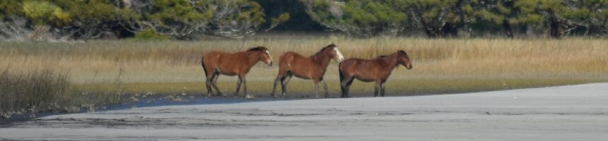 Three how wild horses winter on Cumberland seeking shelter in the maritime forest of Cumberland Island during winter, showcasing their adaptation to coastal weather.