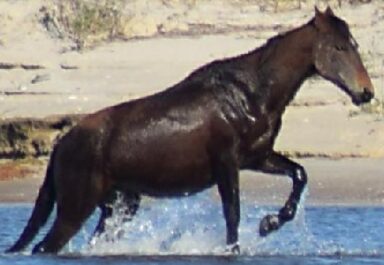 horse running out of the water