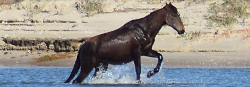 horse running out of the water