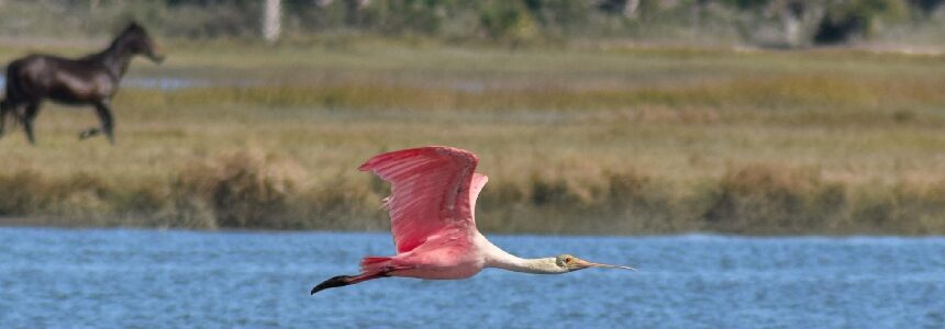 the roseate spoonbill with a horse in the background