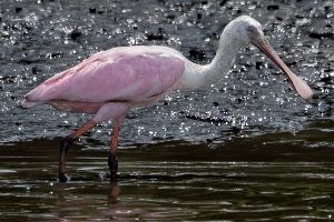 the roseate spoonbill wading in cumberland waters