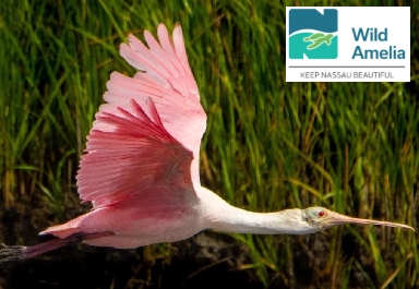 Wild amelia roseate spoonbill in flight