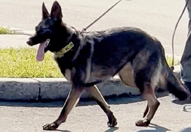 One of the most effective tools in the fight against terrorism and narcotics is our Guardian Dogs.