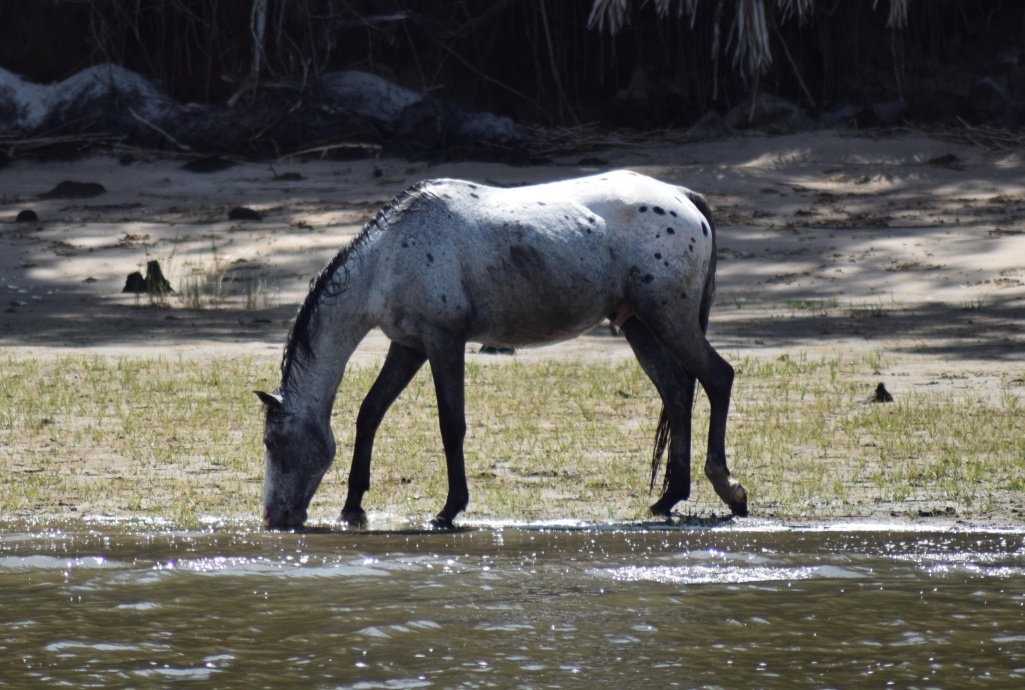 Feral Horses