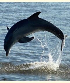 cumberland-island-dolphin