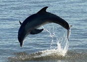 dolphin-jumping