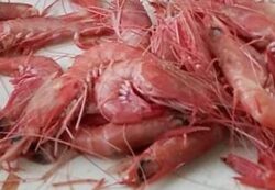 Planning Your Shrimp Festival Weekend