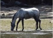 horse-rectangle-small2